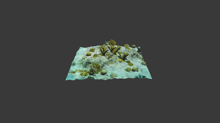 Outplanted elkhorn coral colonies at Carl's Hill 3D Model