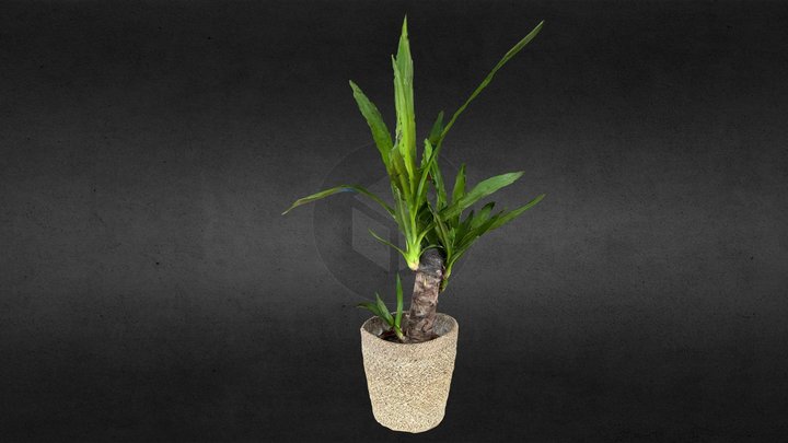 Plant - yucca 3D Model