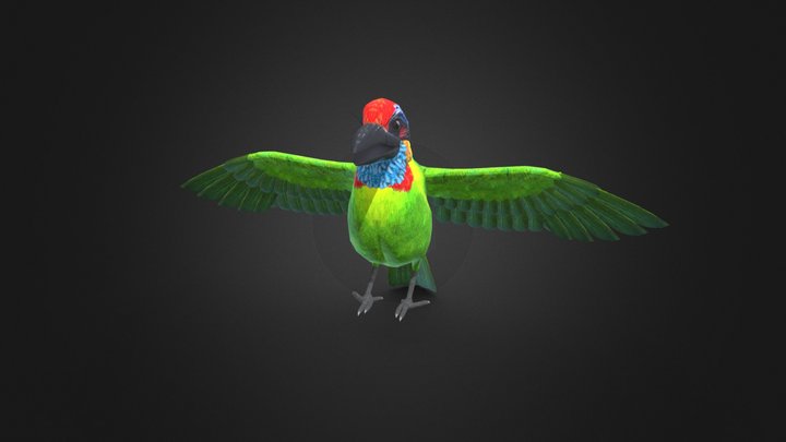 Red-crowned Barbet 4 3D Model