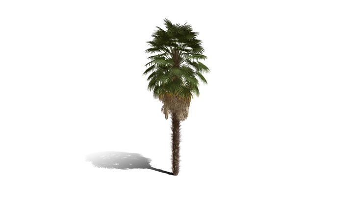Realistic HD Windmill palm (3/25) 3D Model