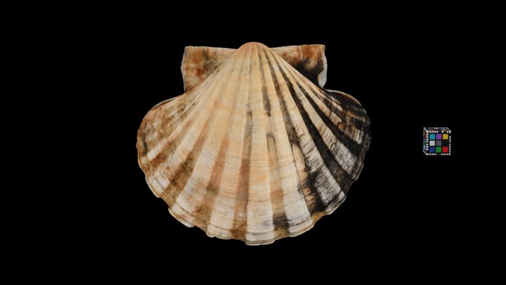 CC0 イタヤガイ Japanese Baking Scallop, P. albicans