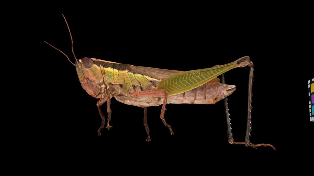CC0 コバネイナゴ 🦗 ♀ Short-winged Rice Grasshopper