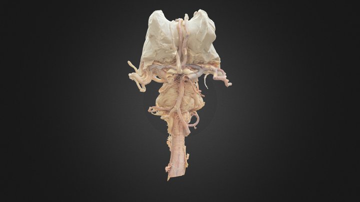 Brainstem with Cranial Nerves Labelled 3D Model