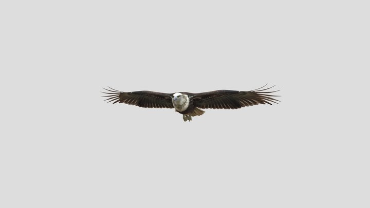 Hawk In Full Wingspan – Kostenloses 3D-Modell STL