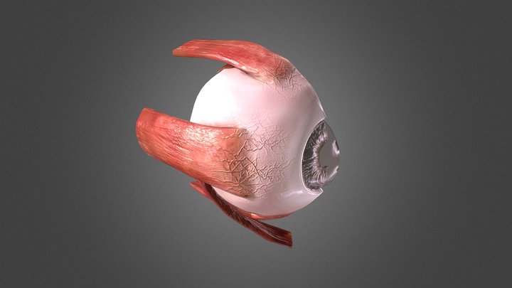 Human Eye with layers 3D Model