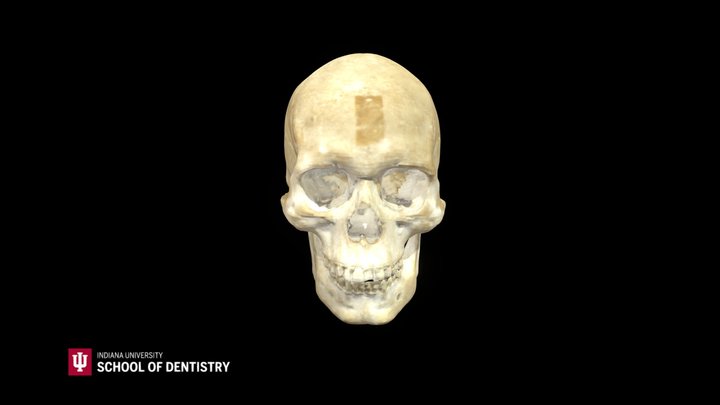 Skull 31 3D Model