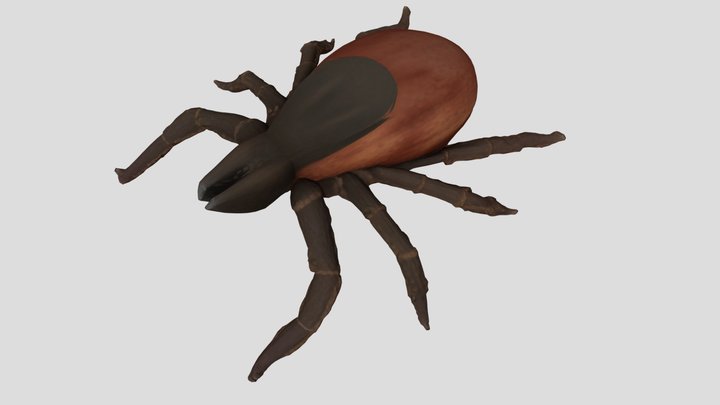 Tick