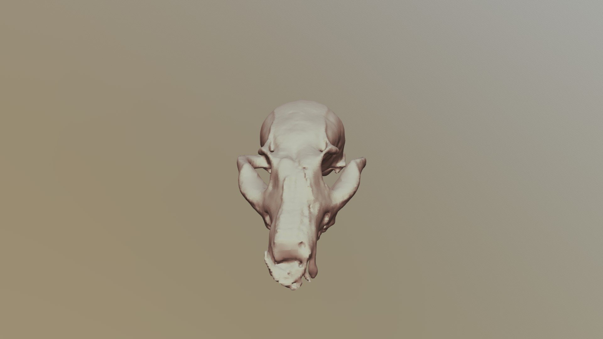 6D-Gray Fox Skull- Multi-BC1135