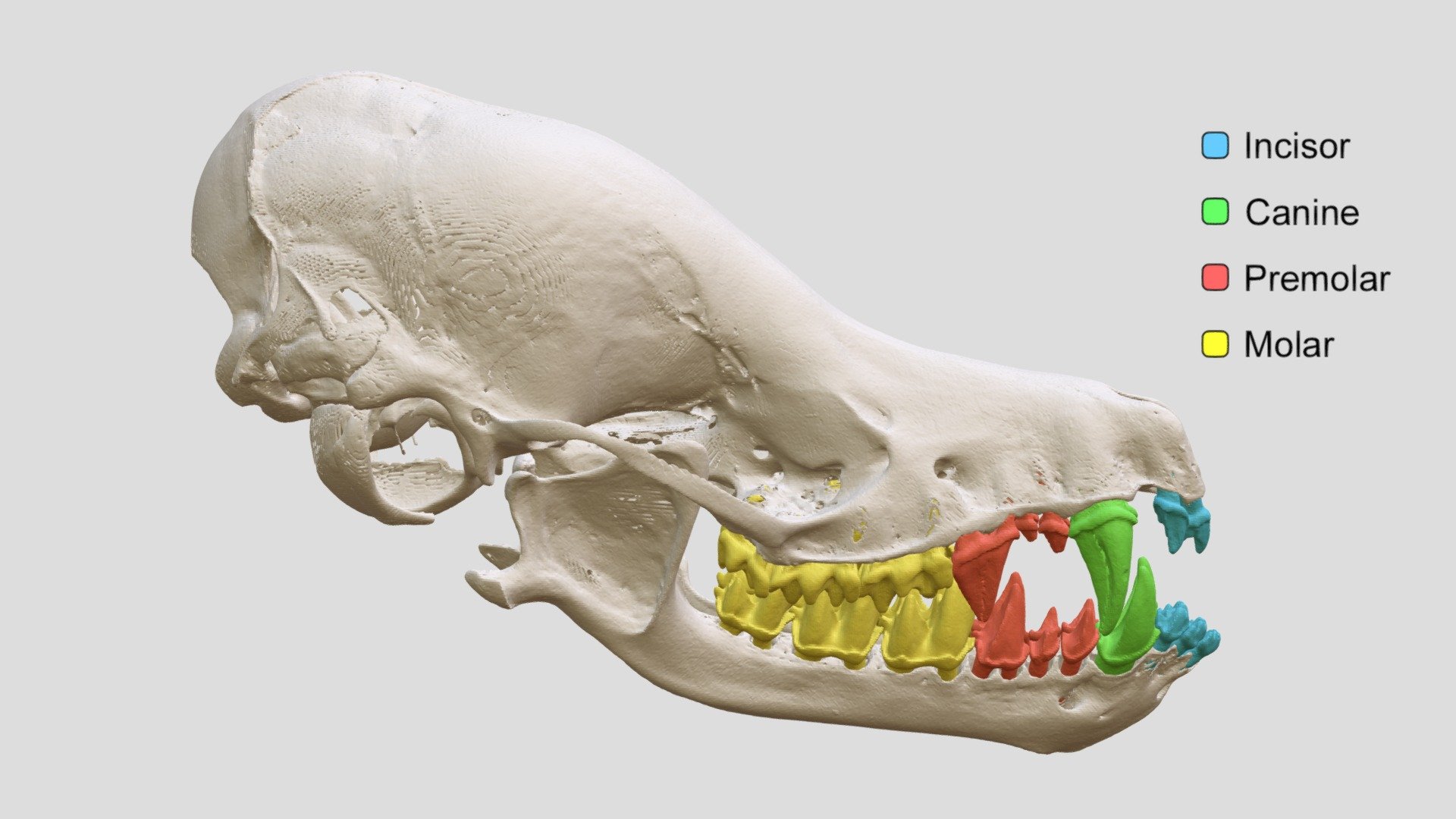 Myotis evotis (MSB:Mamm:99215) - 3D model by Biodiversity [1614fcc ...