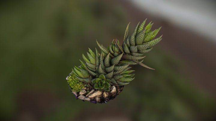 Suculenta 3D Model