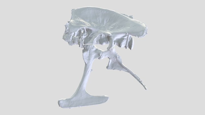 Saurischian Pelvis (Tyrannosaurus) 3D Model
