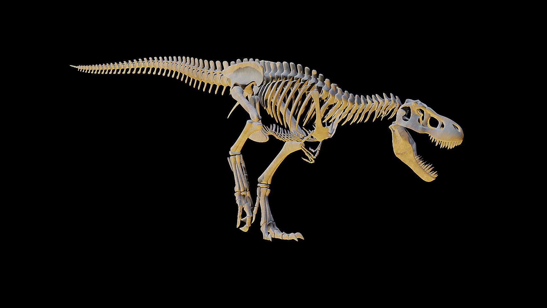 Tyrannosaurus rex skeleton - Download Free 3D model by AVINAS (@AVINAS
