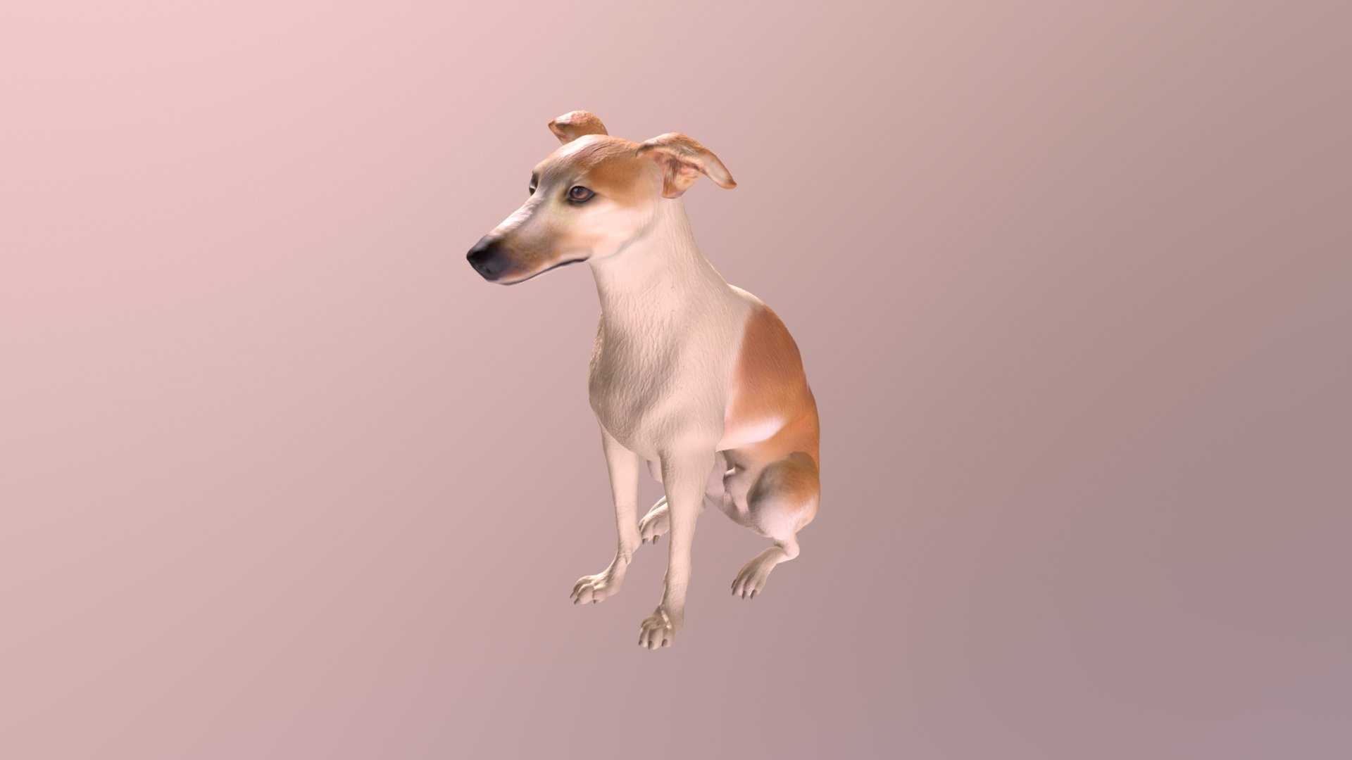 1807012- Jake- Lurcher