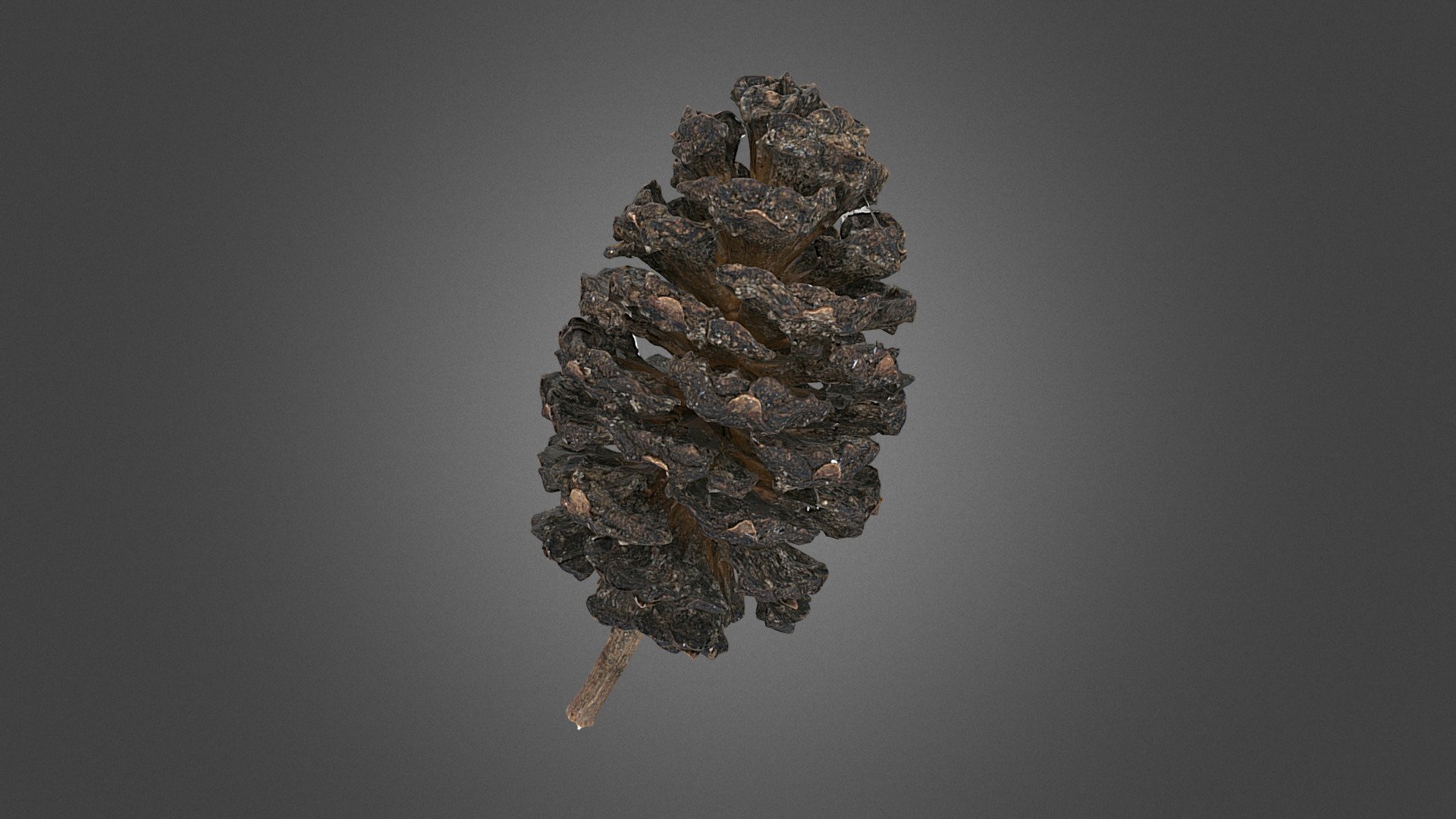 Alnus japonica cone (807 cameras)