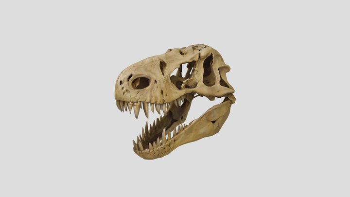 T Rex Skull 3D Model