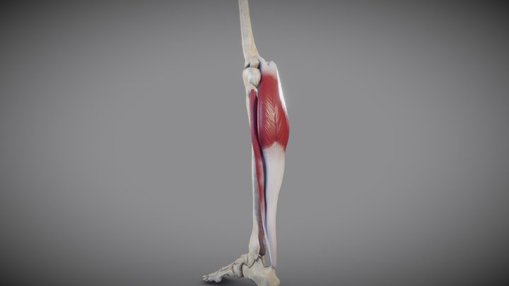 Leg muscles (posterior superficial muscle group) 3D Model