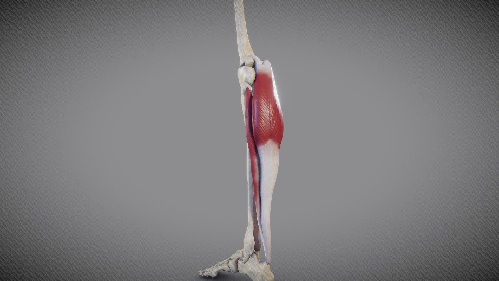 Muscles of the Thigh and Gluteal Region - 3D Models, Video Tutorials &  Notes