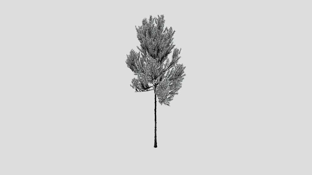 Coniferous Tree
