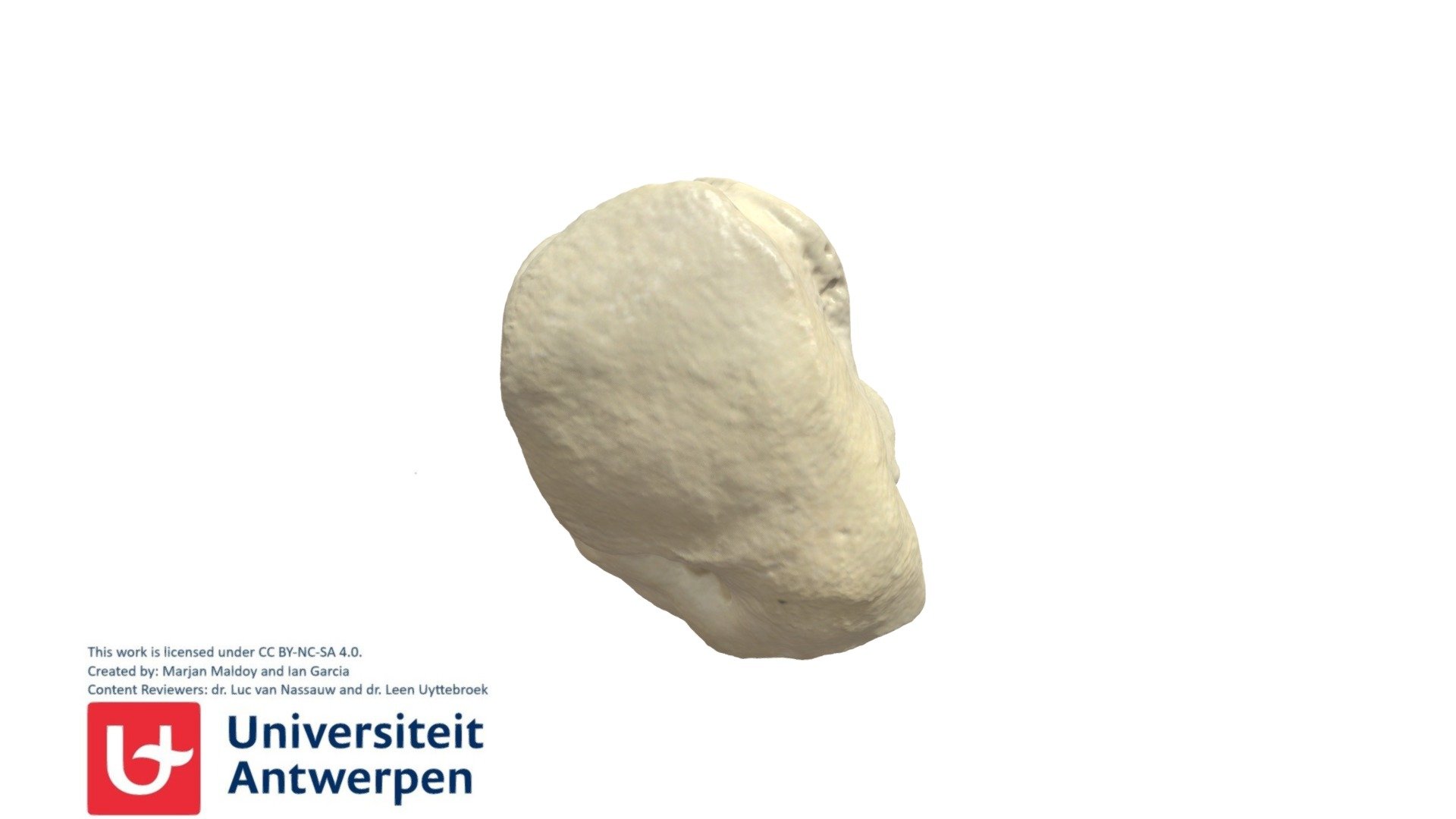 Os Triquetrum R - 3D model by Universiteit Antwerpen (@marjanmaldoy ...