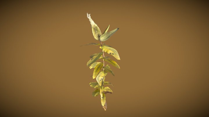 Milkweed 3D Model