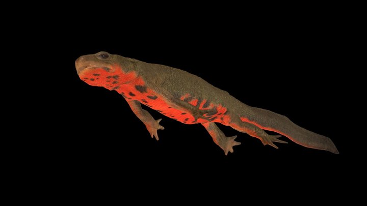 CC0 アカハライモリ ♀ Japanese Fire-bellied Newt
