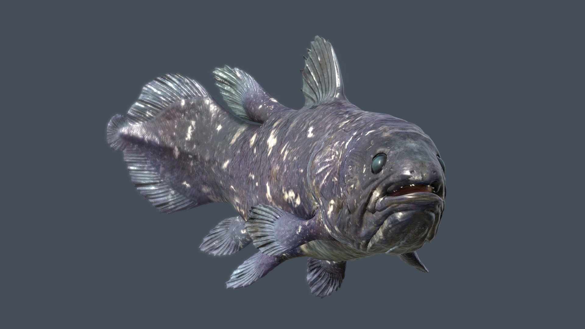 Coelacanth (genus Latimeria) - 3d Model By Lanking [162ba6f] - Sketchfab