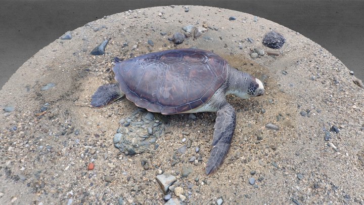 CC0 アカウミガメ 🐢 Loggerhead Sea Turtle, C. caretta