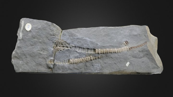 Crinoids: Melocrinus williamsi (PRI 76743) – Modelo 3D gratuito STL