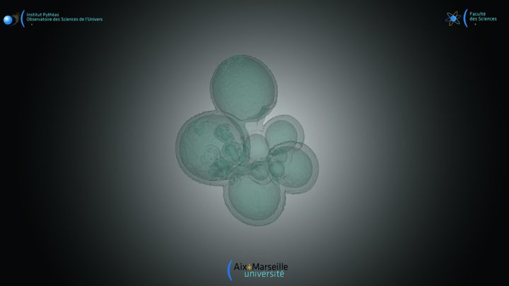 Foraminifera - Globigerinella calida – Modello 3D gratuito STL