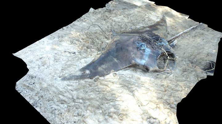 Dead oceanic manta 3D Model