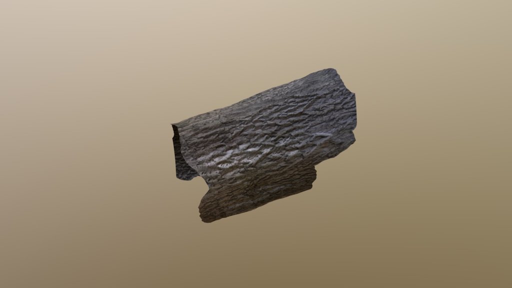 Tree trunk