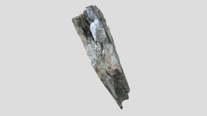 Worked Antler Medium 3D Model