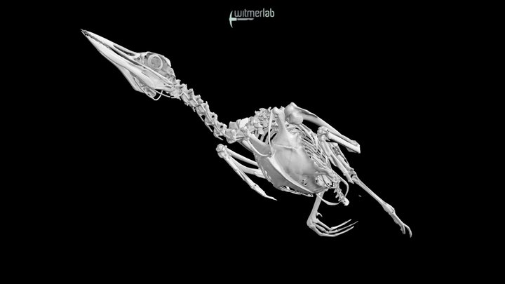 Common loon (OUVC 10719) – Modello 3D gratuito STL