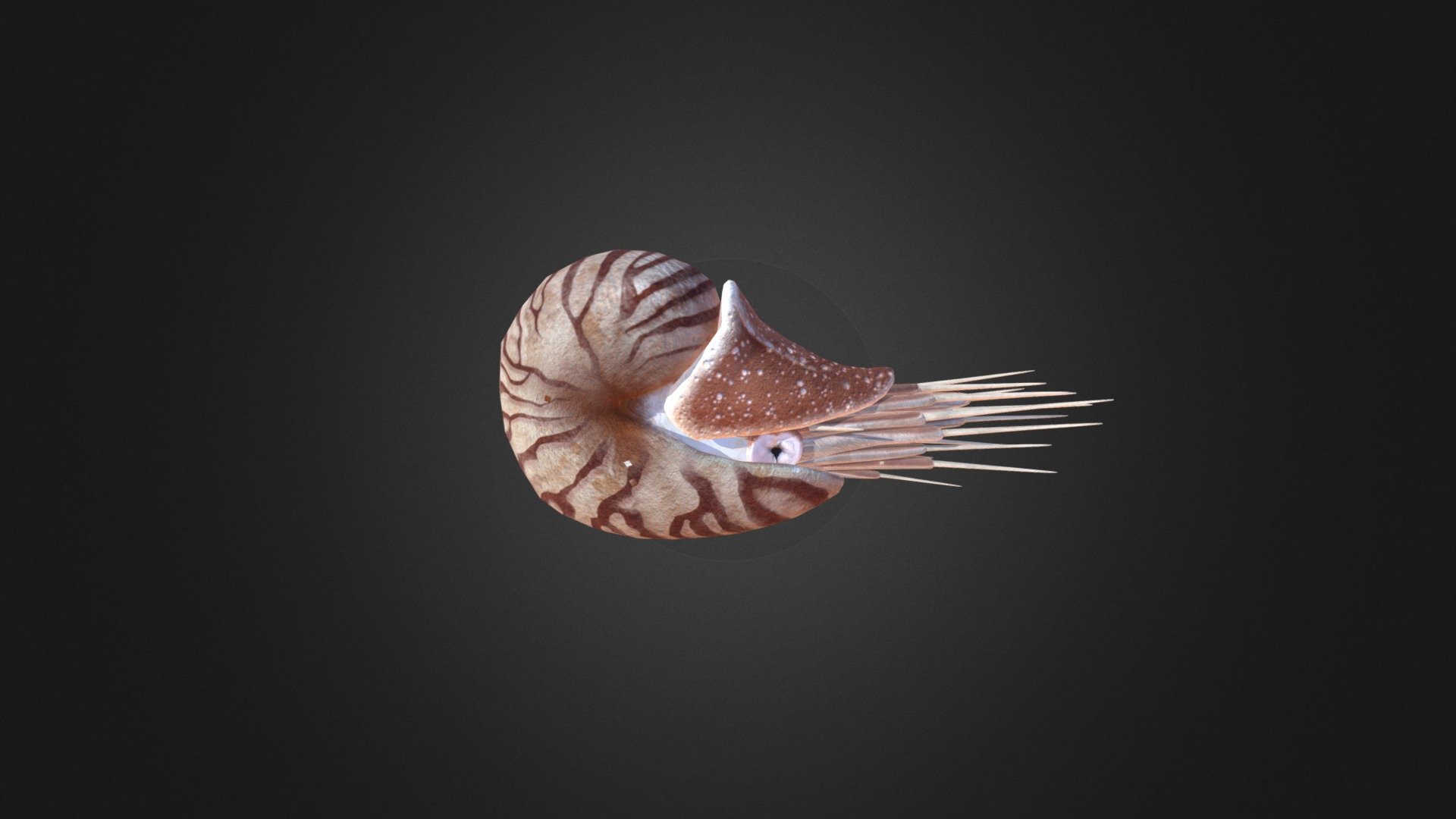 Nautilus - 3D model by zx820123 [163f6b7] - Sketchfab