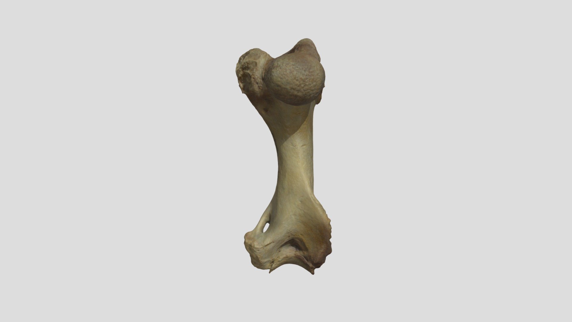 Erignathus barbatus right Humerus (male) - Download Free 3D model by ...