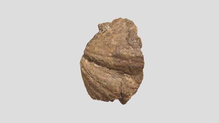 Fossilised Carbonated Rock 3D Model