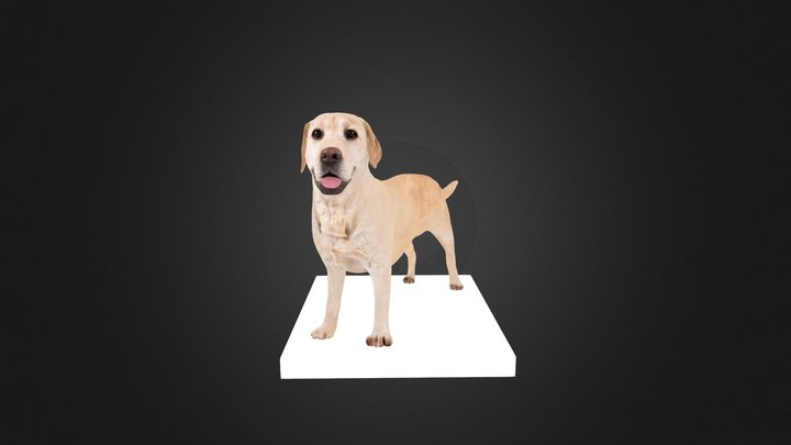 Yellow-Labrador-Retriever 3D Model