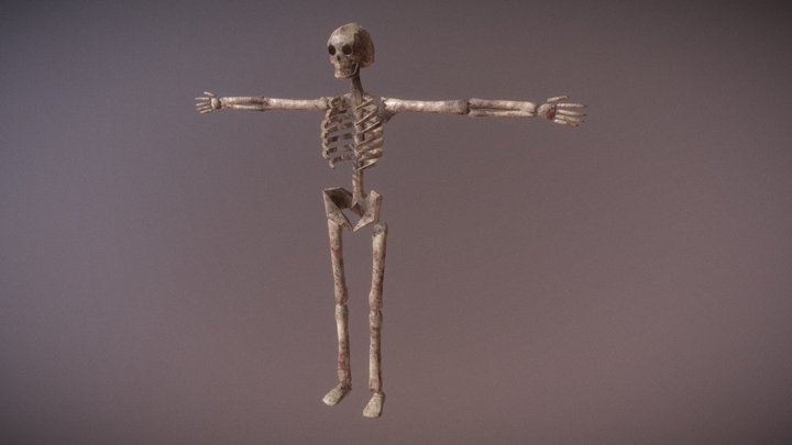 Skeleton 3D Model
