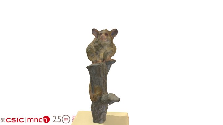 Galago senegalensis - MNCN-M2095 3D Model
