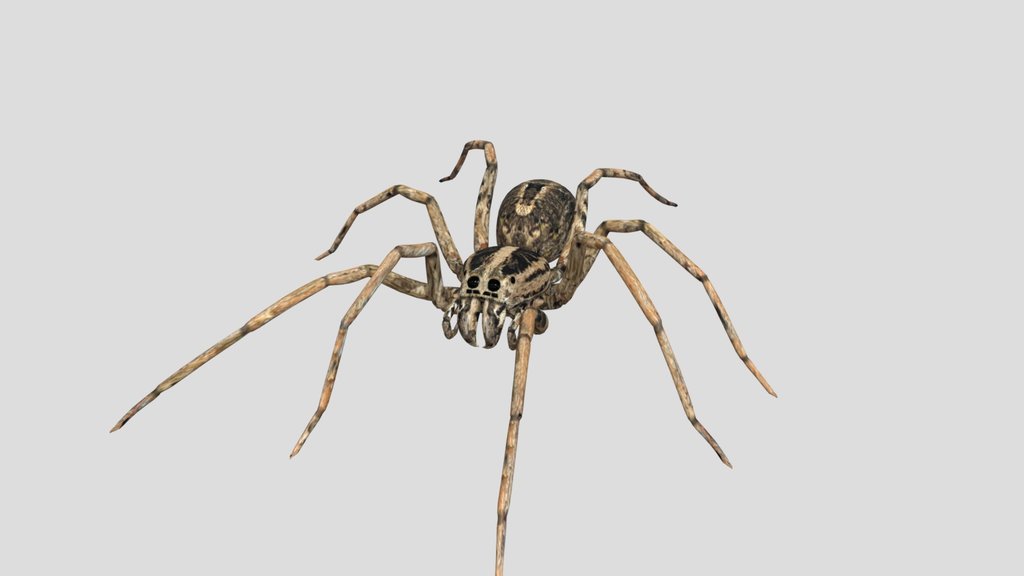Spider