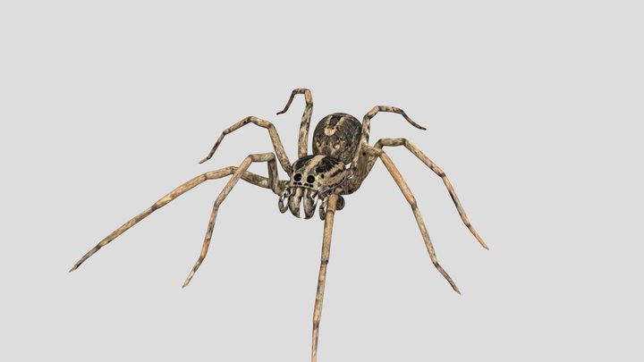 Spider 3D Model