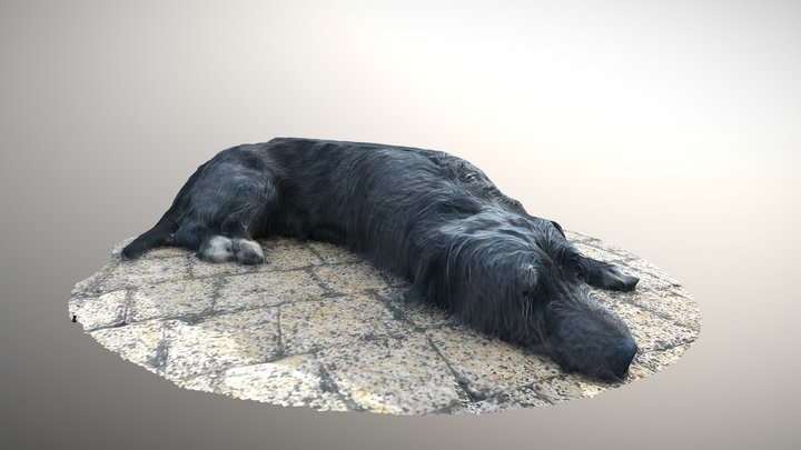 Sleeping dog_#AgisoftNatureChallenge 3D Model