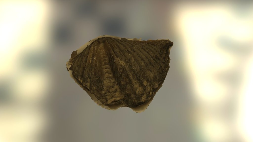Brachiopod 6