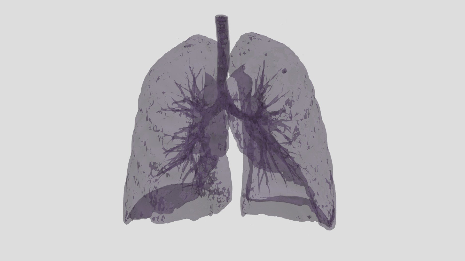 Pulmones (con transparencia)