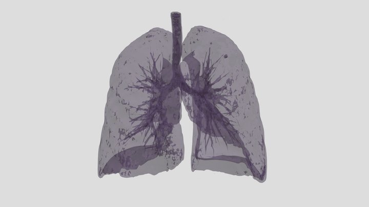 Pulmones (con transparencia) 3D Model