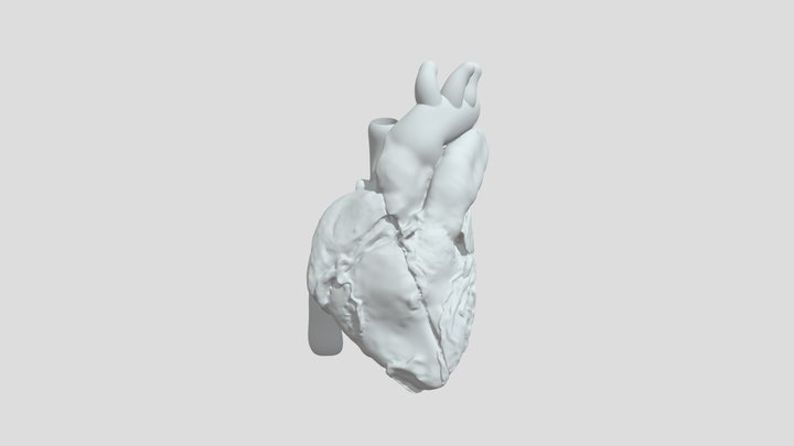 Heart_ Great Vessels_ Check 3D Model