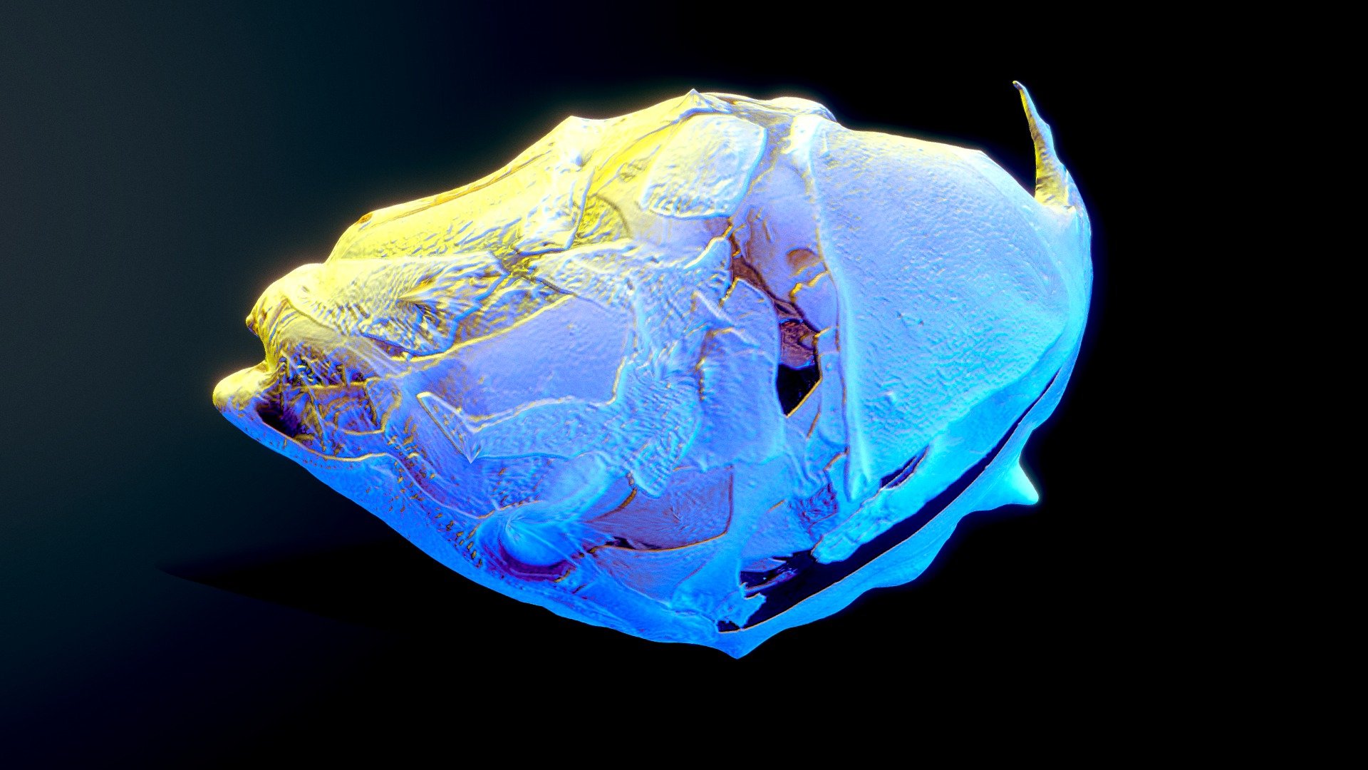Animated Latimeria | Quastenflosser - NHM Wien