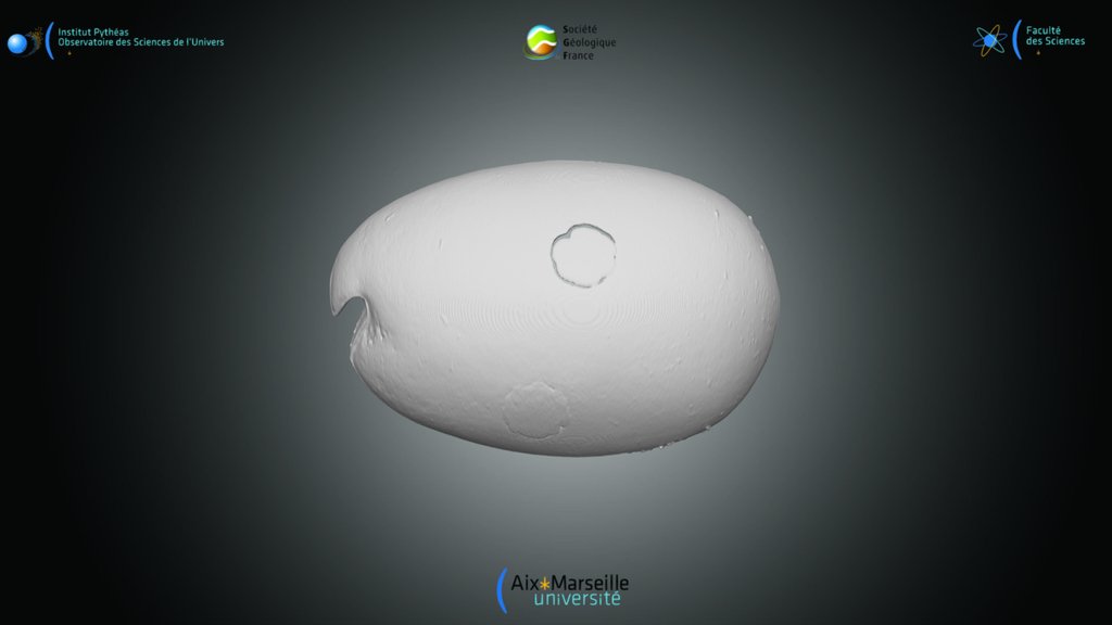 Ostracode - valve gauche de V.hilgendorfii