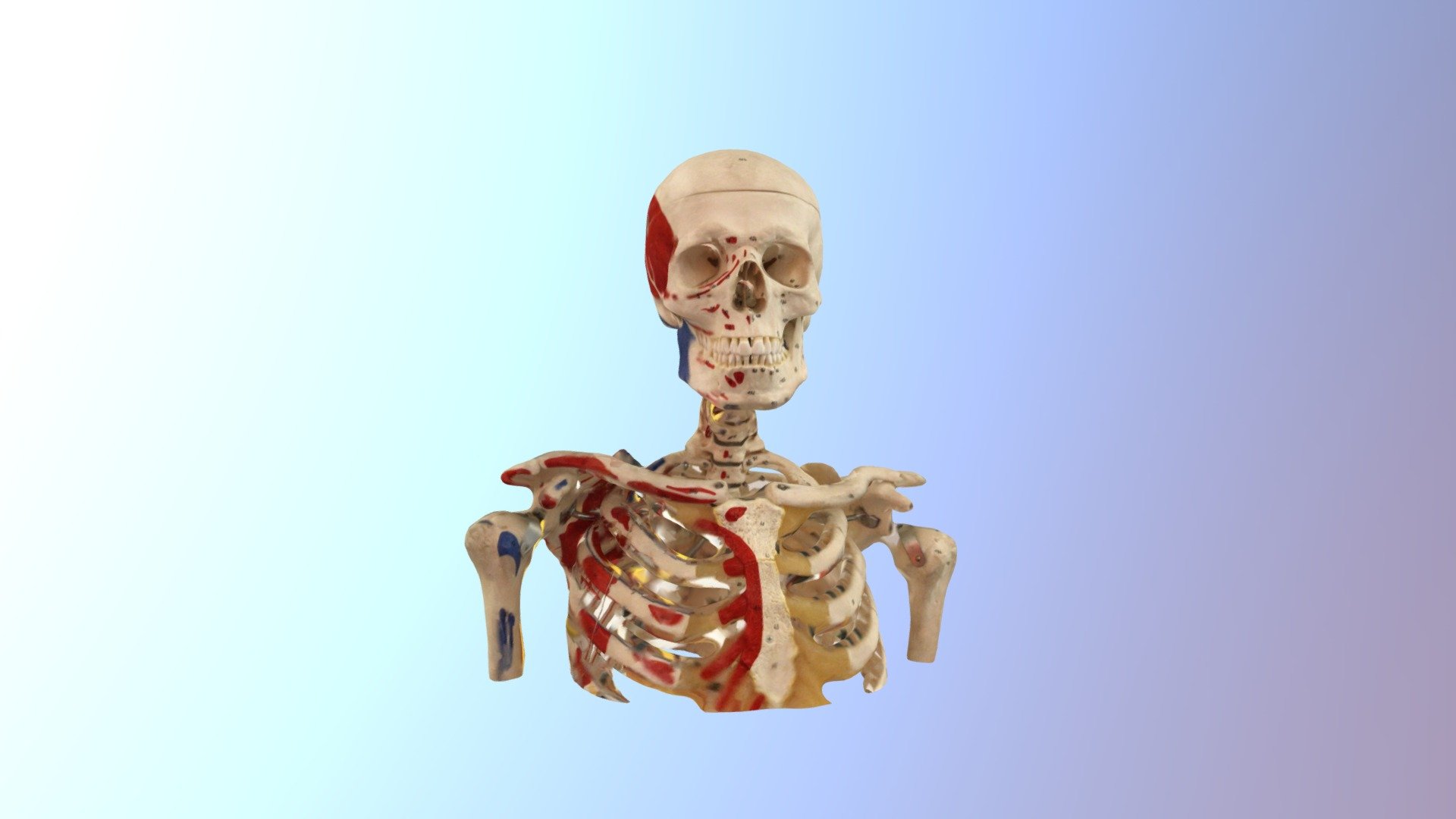 Bust