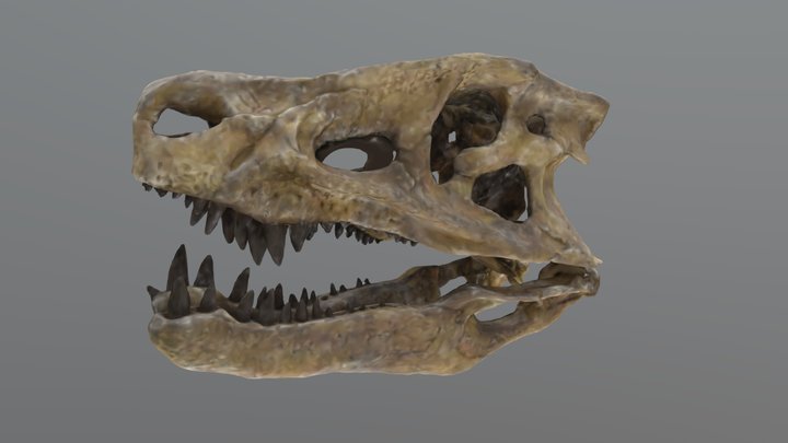 ポストスクス　頭骨 3D Model